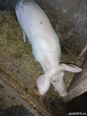 Purcei       - imagine 2