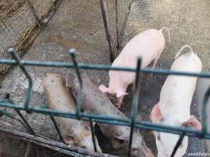 Vând purcei și grăsuni  - imagine 2