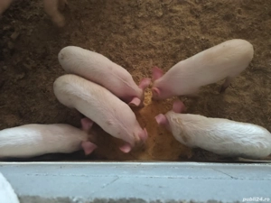 Vând purcei și grăsuni  - imagine 3