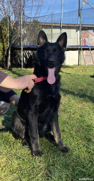 Vând pui ciobănesc german linie de lucru 