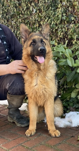 Pui ciobănesc german cu pedigree  - imagine 2