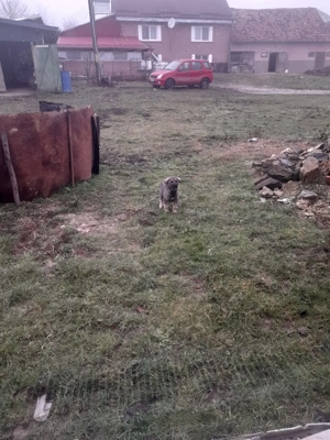 De vânzare pui de kangal metis doar fetita ce e singura  - imagine 3