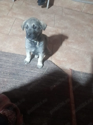 De vânzare pui de kangal metis doar fetita ce e singura  - imagine 4