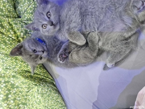 Motanel  british shorthair blue