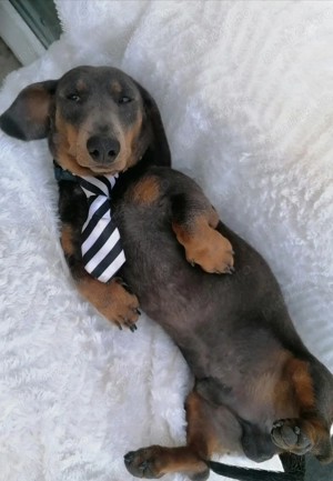 Teckel Blue and Tan  - imagine 2