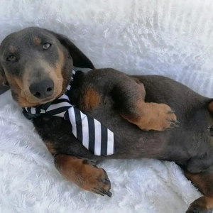 Teckel Blue and Tan  - imagine 4