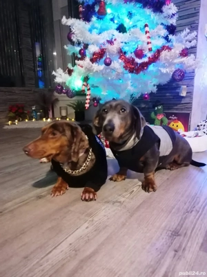 Teckel Blue and Tan  - imagine 3