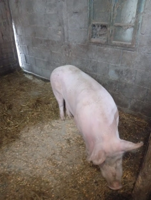 vand porci si purcei - imagine 4