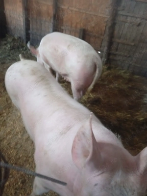 vand porci si purcei - imagine 2