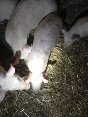 vand porci si purcei - imagine 3