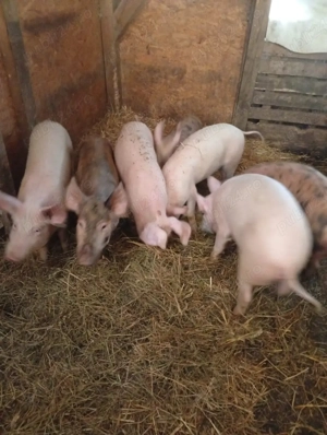 vand porci si purcei - imagine 5