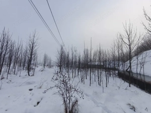 Teren intravilan , 5000mp, zona Negostina, Siret - imagine 2