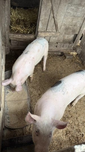 Purcei 30-40 kg - imagine 2