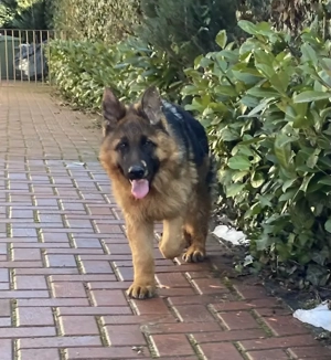 Pui ciobănesc german cu pedigree  - imagine 4