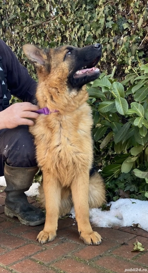 Pui ciobănesc german cu pedigree  - imagine 3