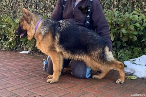 Pui ciobănesc german cu pedigree  - imagine 5