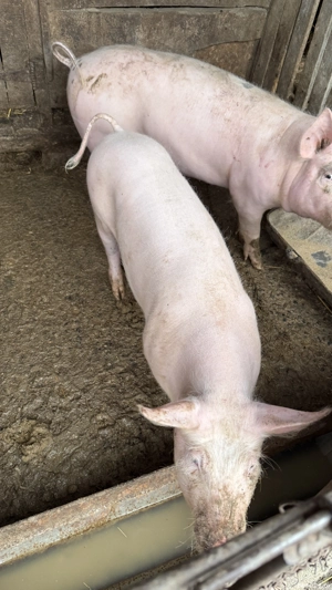 Purcei 30-40 kg - imagine 5