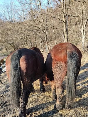 Iapă de vânzare  - imagine 2