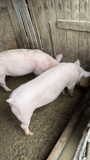 Purcei 30-40 kg - imagine 5