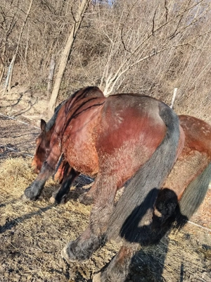 Iapă de vânzare  - imagine 3