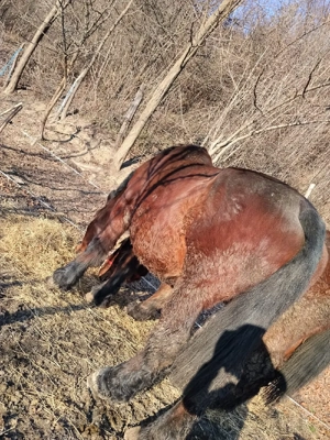 Iapă de vânzare  - imagine 4