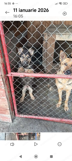 Vând pui ciobănesc german  - imagine 2