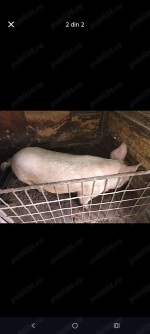 Purcel  Rață la alegere  - imagine 2