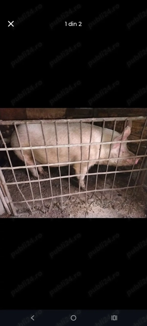 Purcel  Rață la alegere 