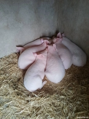 Purcei, șoldani  - imagine 3