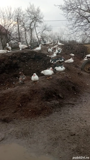 Purcel  Rață la alegere  - imagine 3