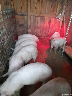 Vand godini si scroafa gestanta  mai multe detalii la telefon    - imagine 2