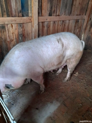 Vand godini si scroafa gestanta  mai multe detalii la telefon   