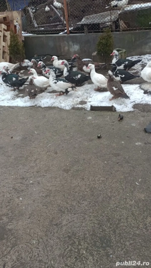 Purcel  Rață la alegere  - imagine 4