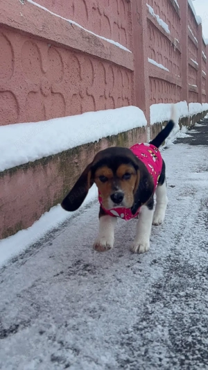 Beagle Jucaus - imagine 4