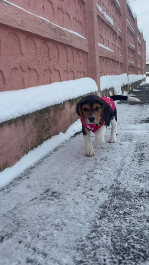 Beagle Jucaus - imagine 3