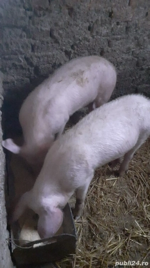 Se vinde rasă bună  - imagine 2