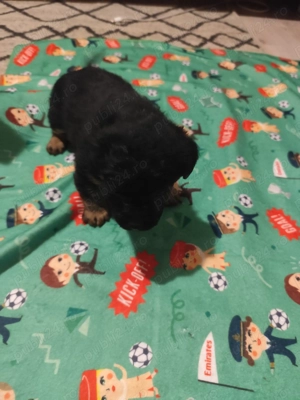 Donez pui talie mică  - imagine 2