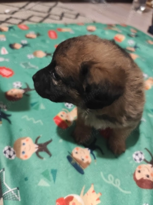 Donez pui talie mică  - imagine 4