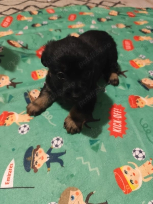 Donez pui talie mică 