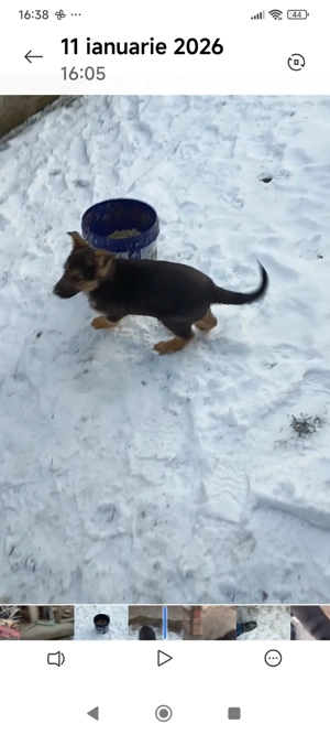 Vând pui ciobănesc german  - imagine 5