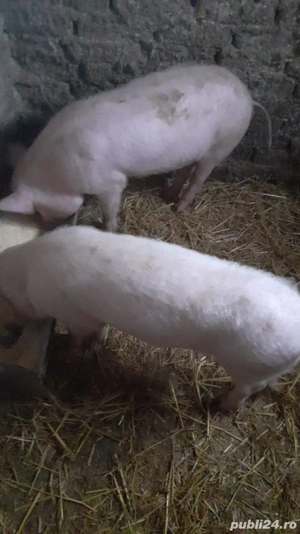 Se vinde rasă bună 