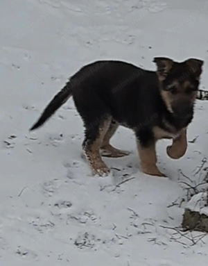 Vând pui ciobănesc german  - imagine 3