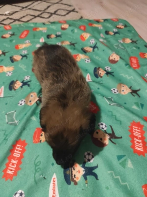 Donez pui talie mică  - imagine 5