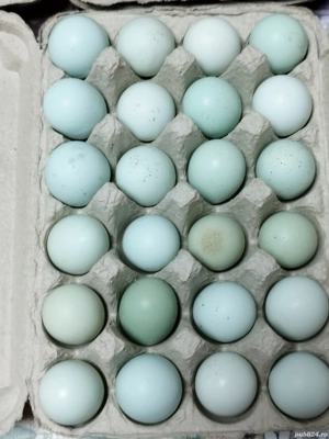 Oua pentru incubat de prepeliță celadon cu 1.5lei buc  - imagine 3