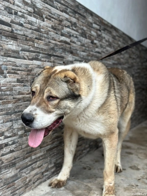 Mascul asia centrala  - imagine 3