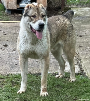 Mascul asia centrala  - imagine 2