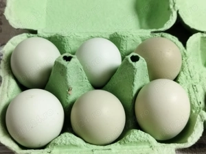 Ouă pentru incubat din rasa araucana  - imagine 3