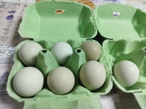 Ouă pentru incubat din rasa araucana  - imagine 4