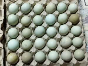 Ouă pentru incubat din rasa araucana  - imagine 5