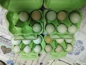 Ouă pentru incubat din rasa araucana  - imagine 2